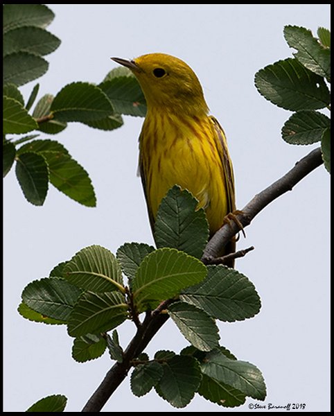 _8SB9001 yellow warbler.jpg